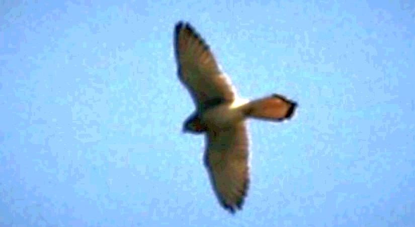 Rapace molto lontano: cos''? Probabile Gheppio